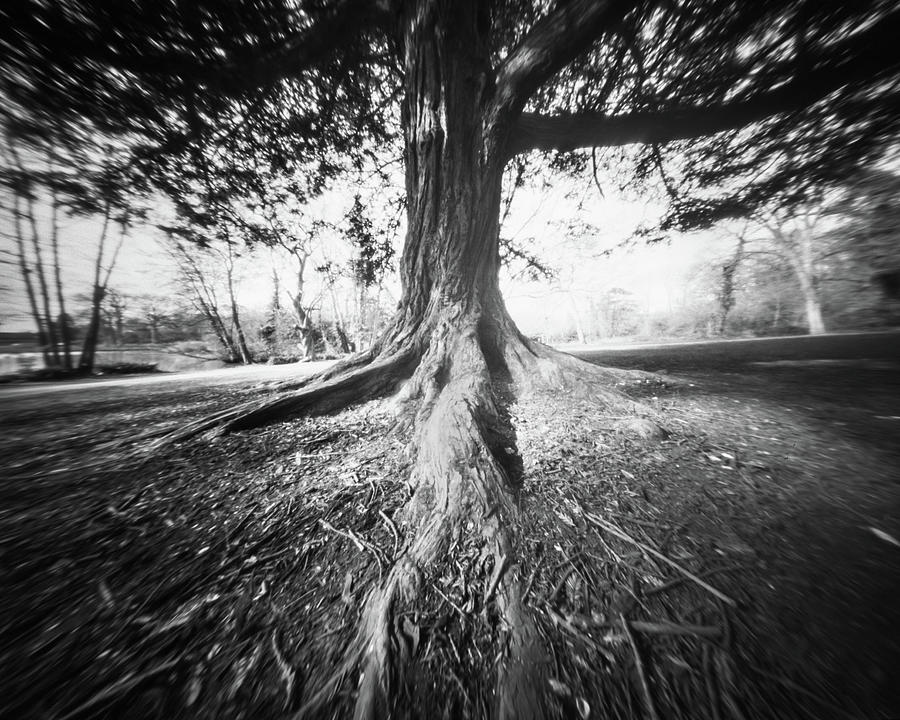 The old tree Photograph by Will Gudgeon