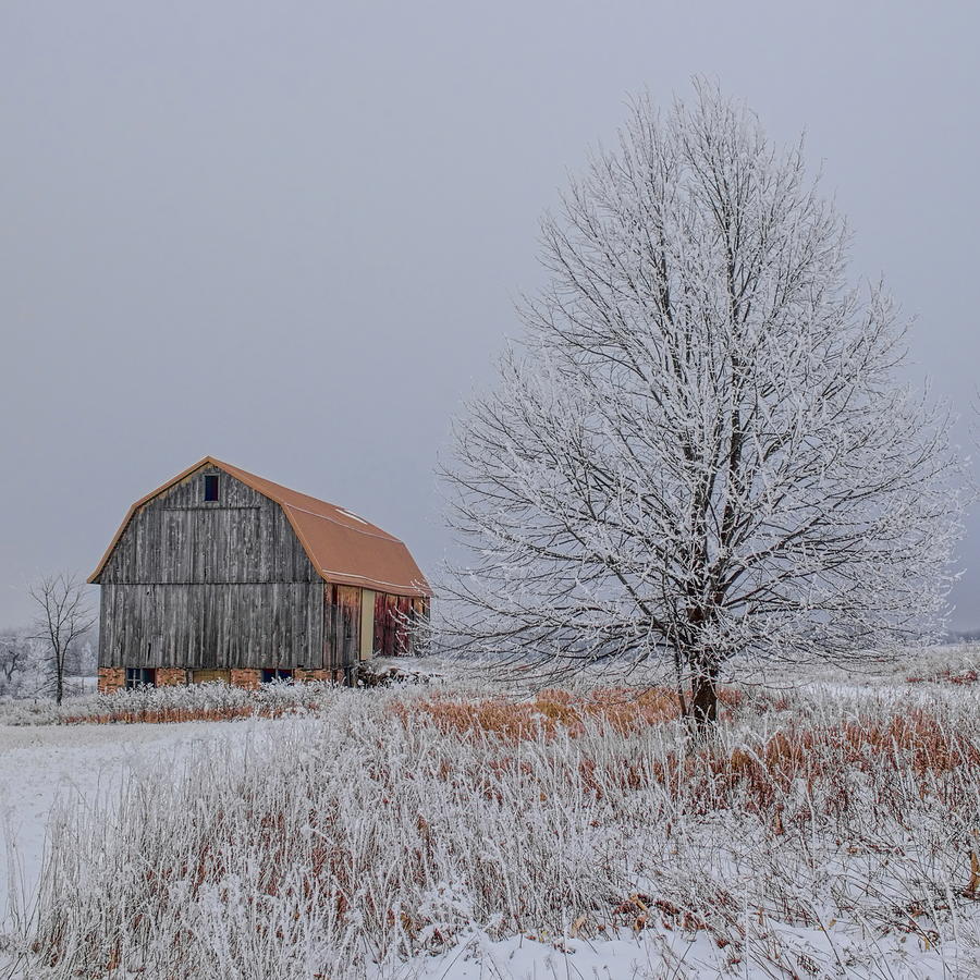 The Old Yellow Barn and Rime Ice SQ Photograph by Dale Kauzlaric