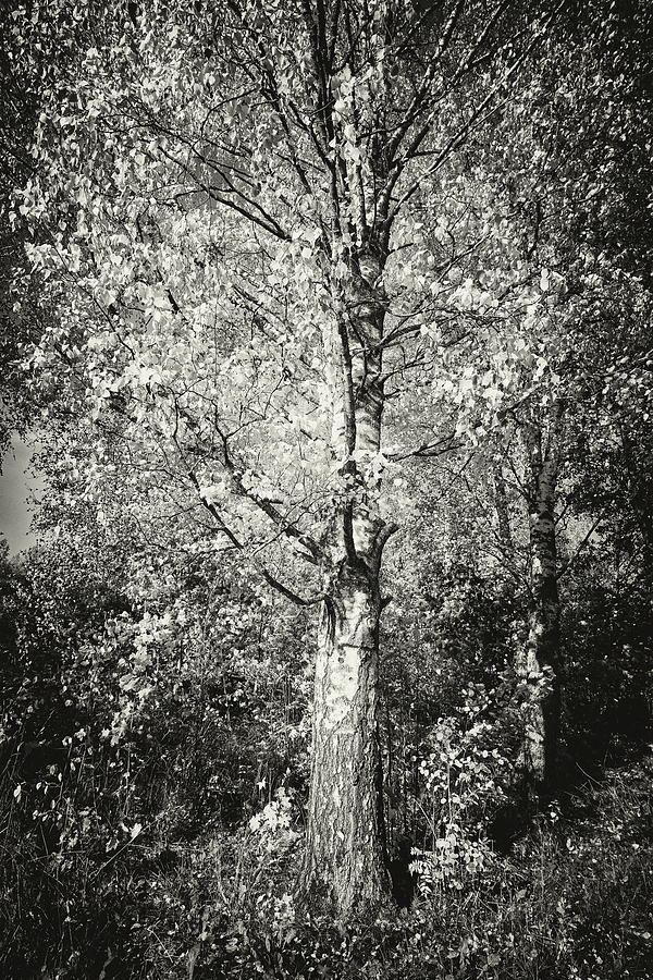The old yellow birch in bw Photograph by Jouko Lehto
