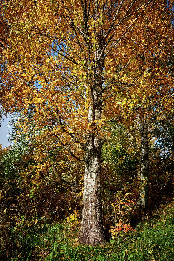 The old yellow birch Photograph by Jouko Lehto