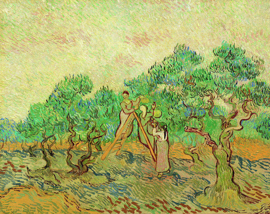 Vincent Van Gogh Painting - The Olive Orchard, Saint-Remy by Vincent van Gogh