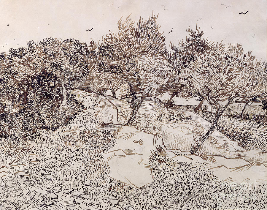 Vincent Van Gogh Drawing - The Olive Trees, pen and ink by Van Gogh by Vincent Van Gogh