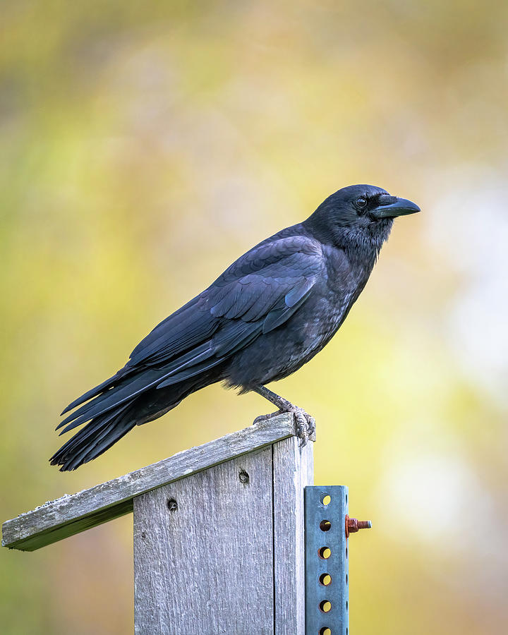 The Ominous Crow Photograph by Jack Sierk - Fine Art America