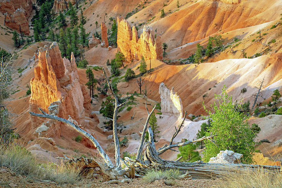 The One Photo of Bryce Canyon National Park You Must Have Photograph by Bruce Gourley