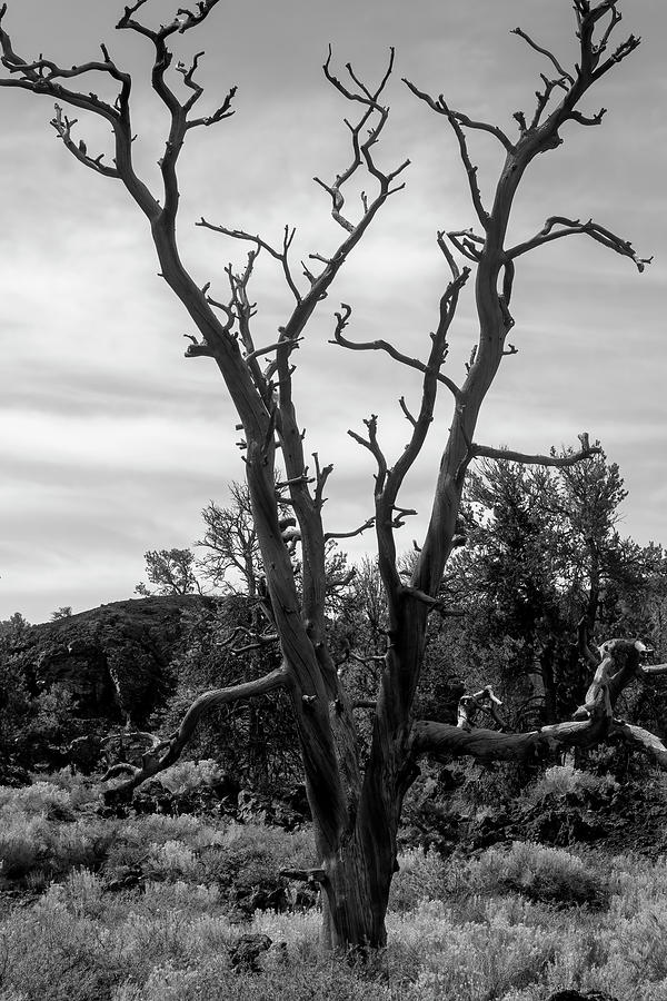The One Tree BW  Photograph by Cathy Anderson