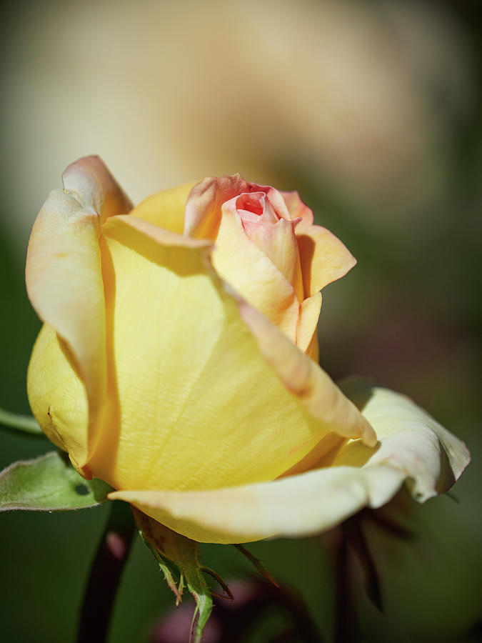 The one yellow rose Photograph by Jouko Lehto