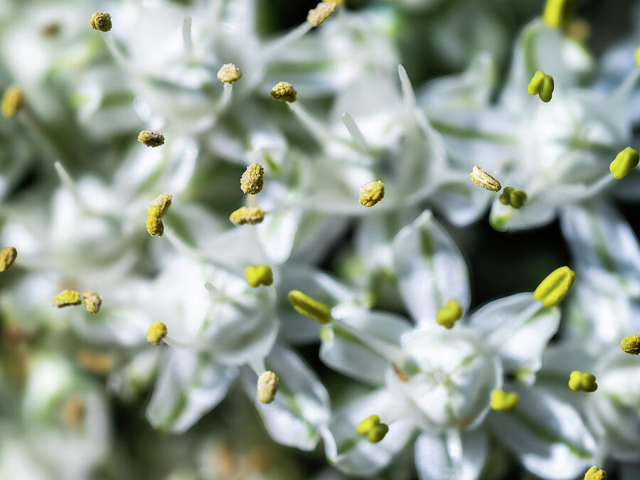 The Onion Blossom Photograph by Joe Schofield The Onion Blossom Photograph by Joe Schofield