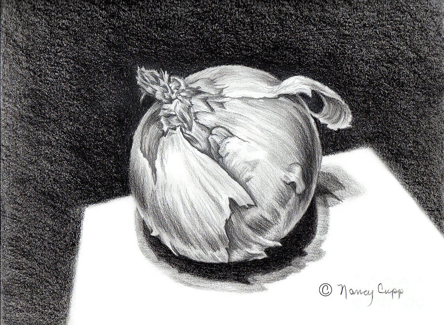 The Onion Drawing by Nancy Cupp