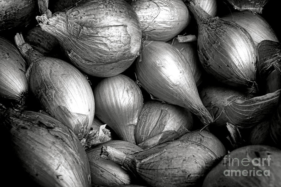 The Onions Photograph by Olivier Le Queinec