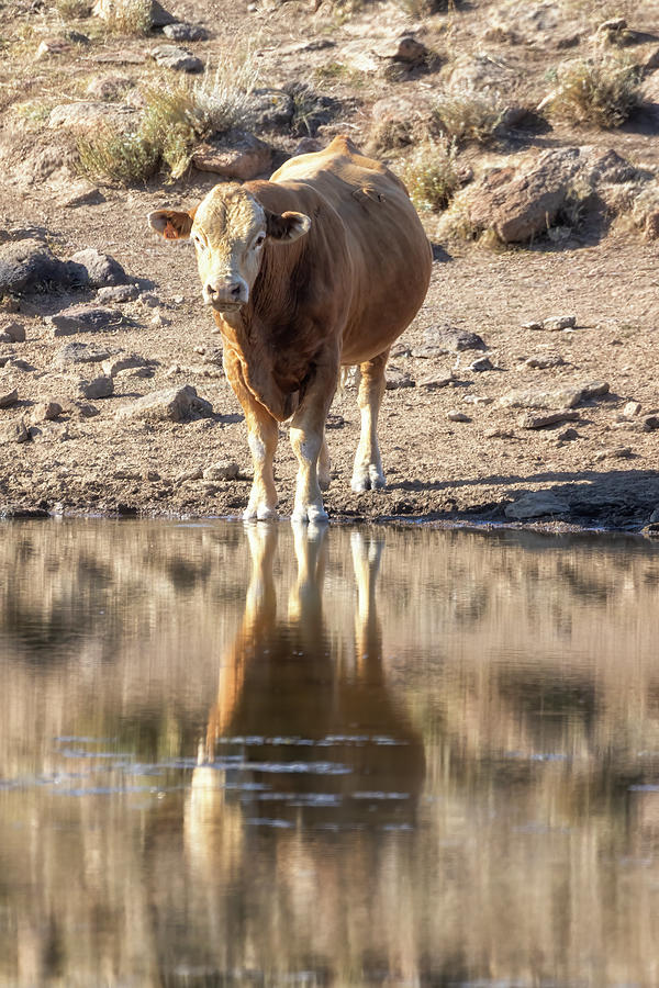 The Only One at the Waterhole Photograph by Belinda Greb