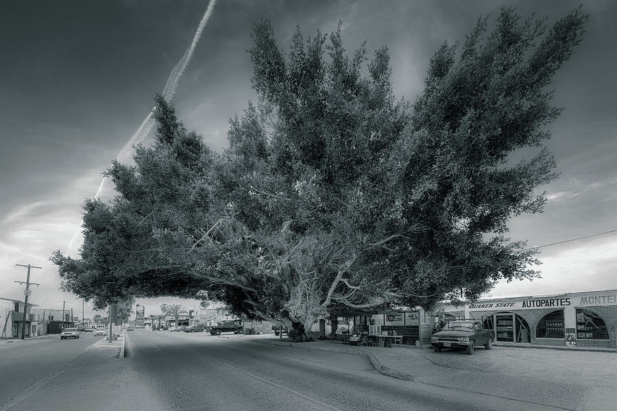 The Only Tree in Town Photograph by Micah Offman