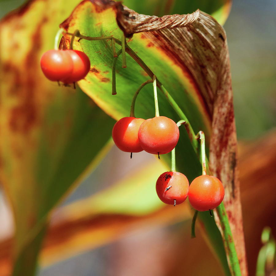 The orange berries of the Lily of the Valley Photograph by Jouko Lehto