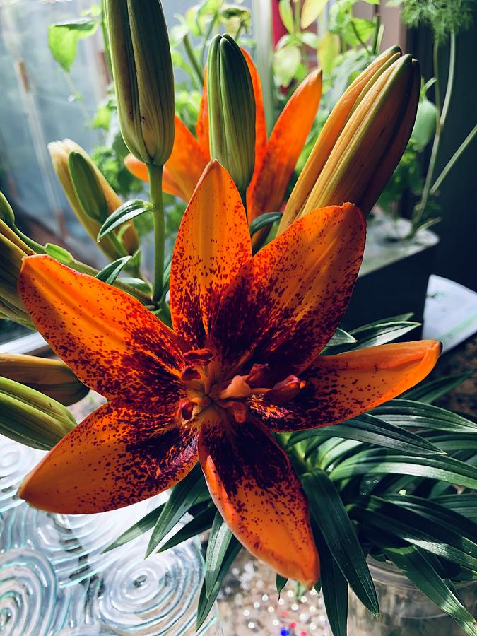 The Orange Lily Photograph by Lisa DiFruscio - Fine Art America