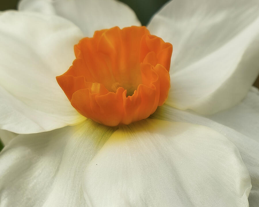 Nature Photograph - The Orange Ramekin by Brian Morefield - Prose Imagery