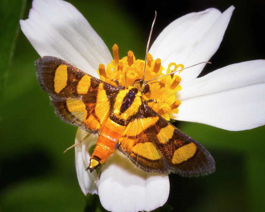 The Orange Spotted Flower Moth  Photograph by Mark Andrew Thomas