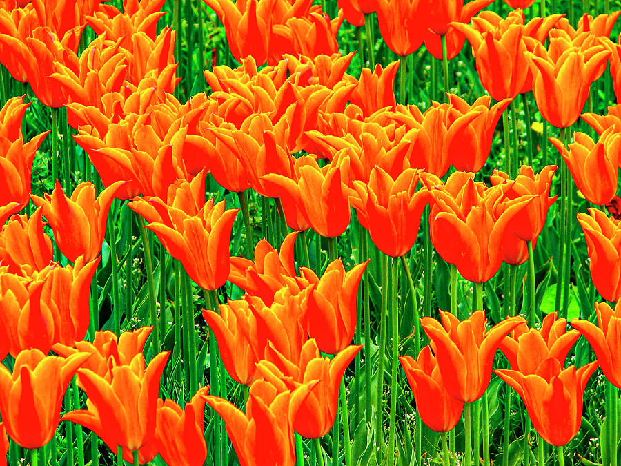 The Orange Tulips Photograph by Aydin Gulec
