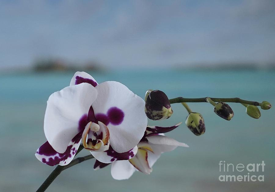 The Orchid Photograph by Jan Daniels
