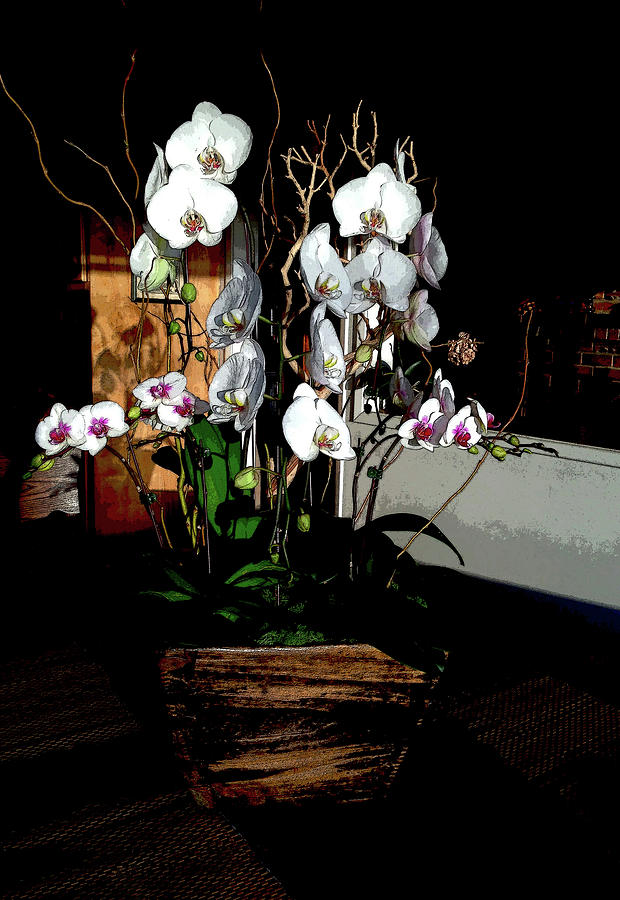 The Orchids  Photograph by Lorraine Devon Wilke