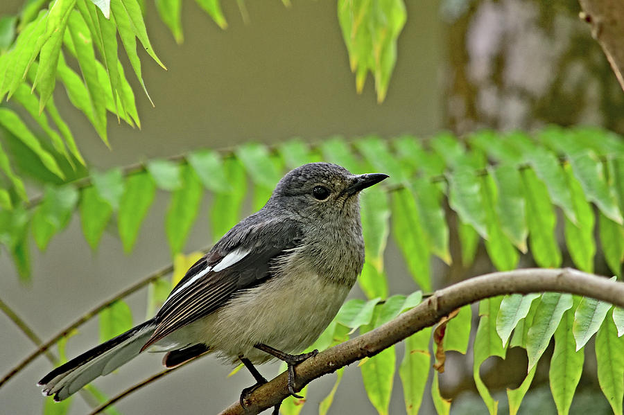The Oriental magpie-robin aka Copsychus saularis Photograph by Amazing Action Photo Video