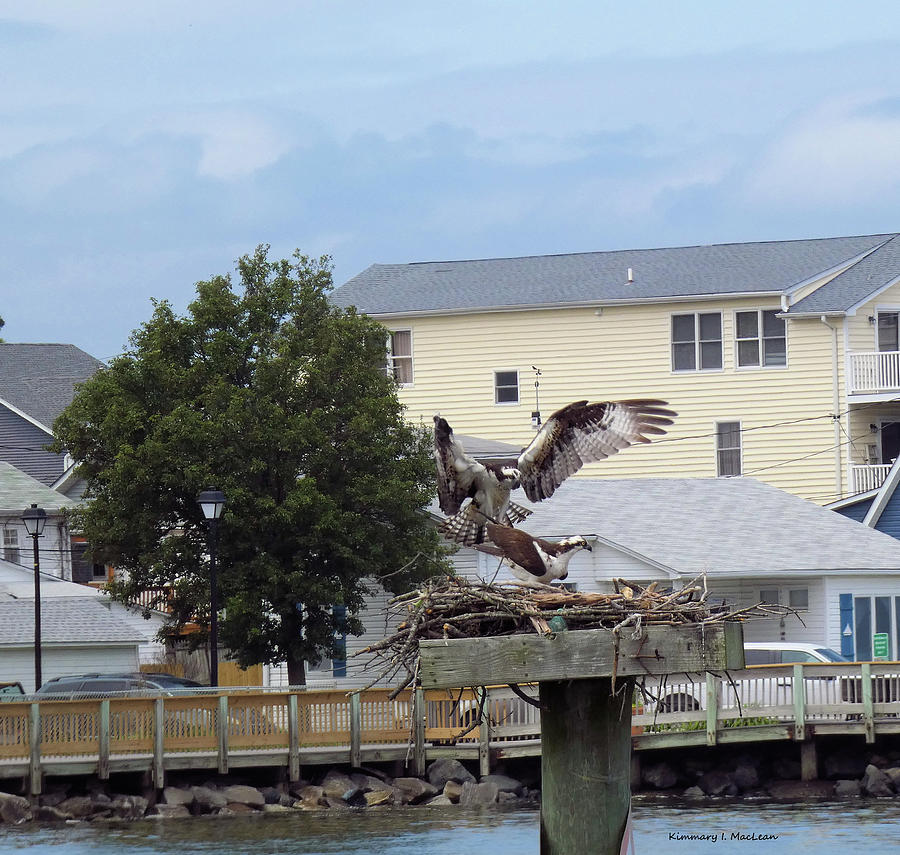 The Osprey Return Home Photograph by Kimmary I MacLean