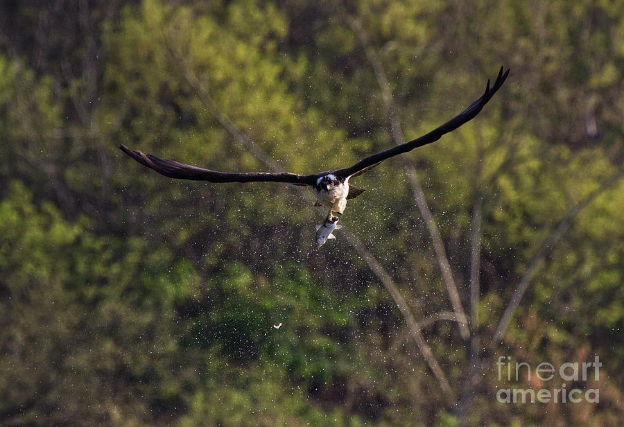 The Osprey Shake Photograph by Douglas Stucky