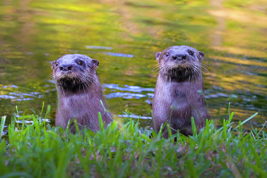 The Otter Brothers Photograph by Mark Andrew Thomas