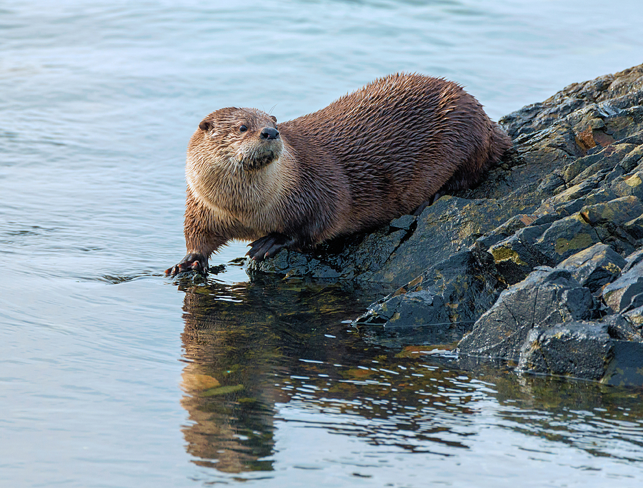 Wildlife Photograph - The Otter Returns by Loree Johnson