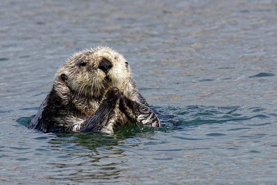 The Otters Prayer -- Southern Sea Otter in Morro Bay, California Photograph by Darin Volpe