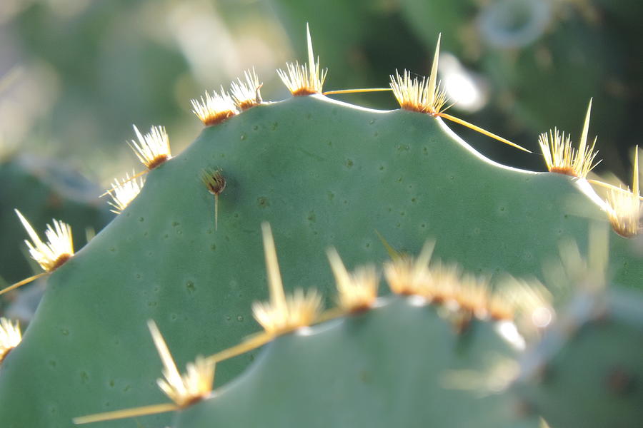 The Ouch of Cacti Photograph by Bill Tomsa
