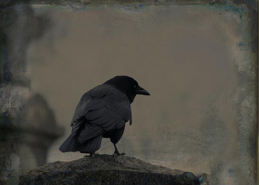 The Outlier Crow Photograph by Gothicrow Images - Fine Art America