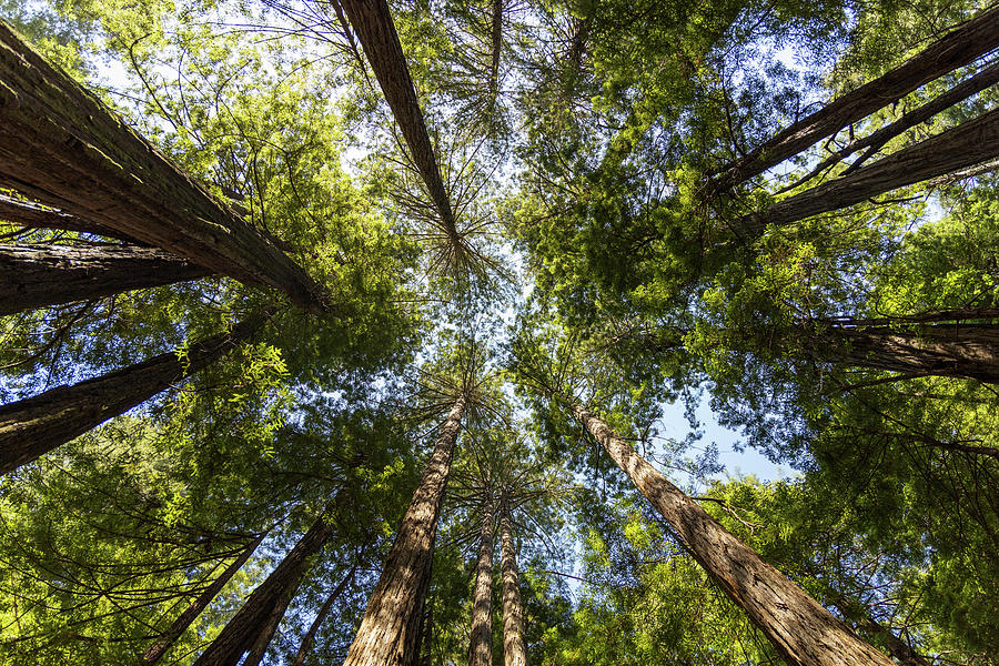 The Overhead Giant Redwoods Photograph by Gregory Payne | Pixels