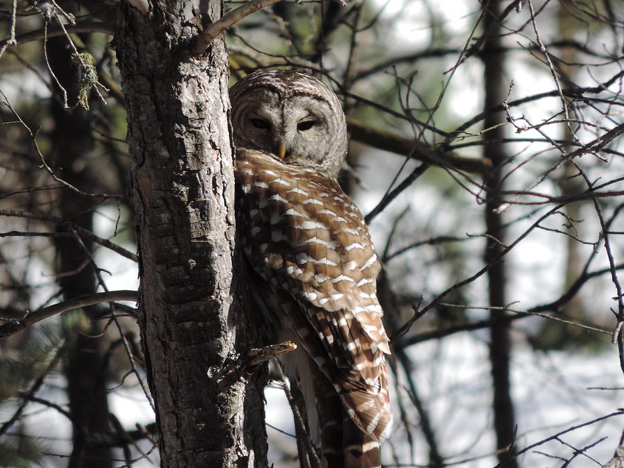 The Owl and The Fairy Photograph by Eric Ridout