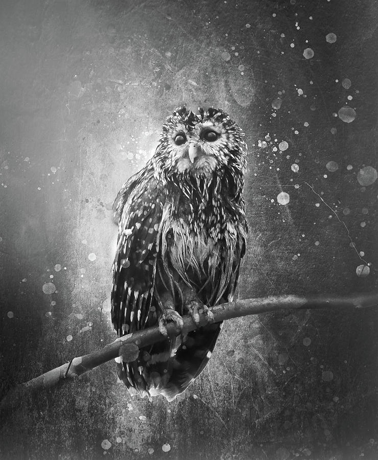 The Owl Black And White Mixed Media by Dan Sproul