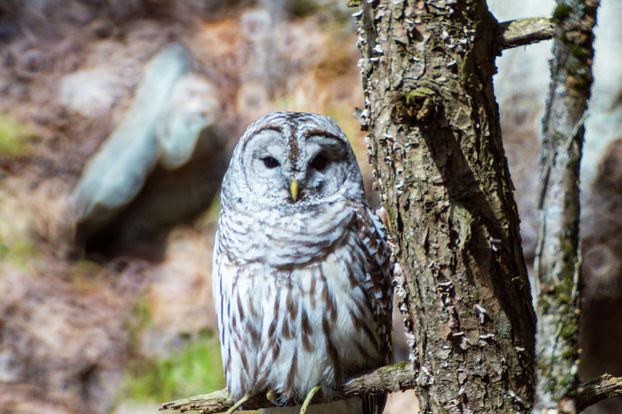 The Owl Photograph