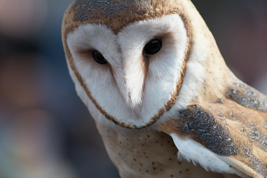The Owl Photograph by Ken Fullerton