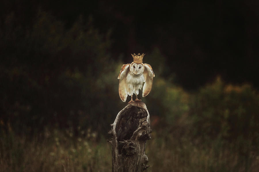 The Owl King Photograph by Carrie Ann Grippo-Pike