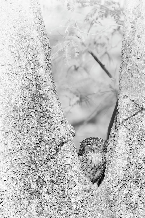 The Owl Photograph by Kiran Joshi