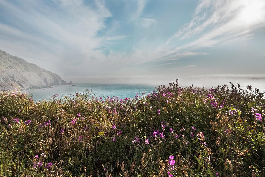 The Pacific Coastline Wildflowers in Soft Hues Photograph by Debra and Dave Vanderlaan
