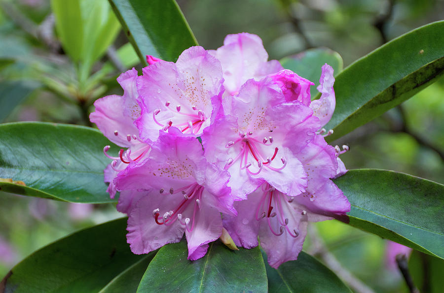 The Pacific Rhododendron Photograph by Joan Septembre