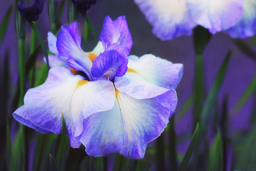 The Painted Iris Photograph by Jessica Jenney