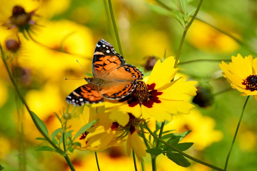 The Painted Lady Butterfly with Coreopsis by RD Erickson The Painted Lady Butterfly with Coreopsis by RD Erickson