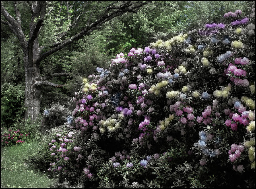 The Painted Rhodie Photograph by Wayne King