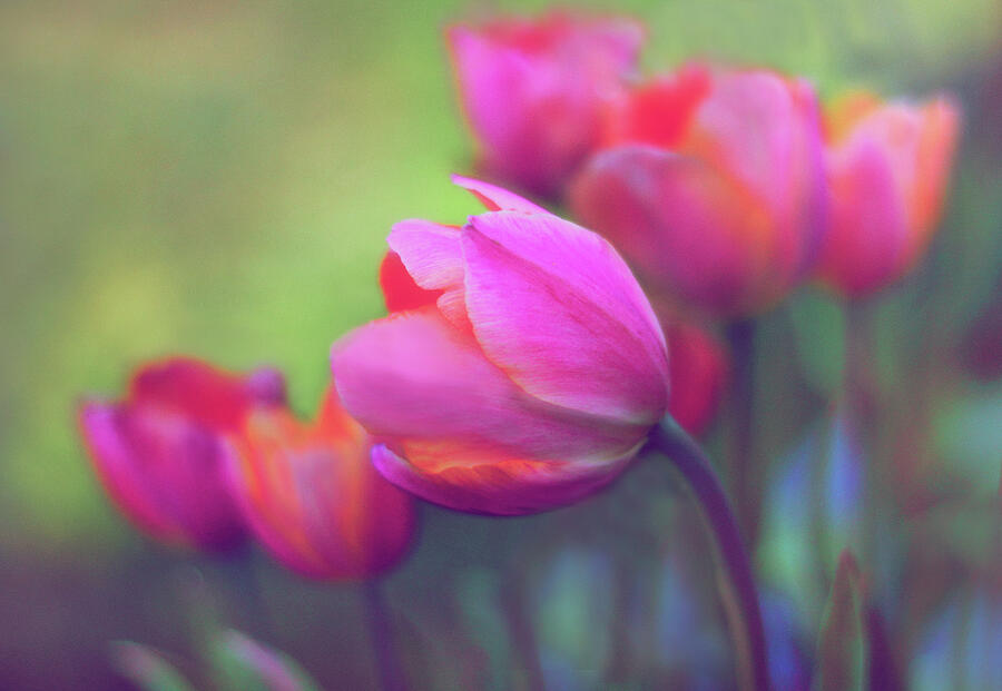 The Painted Tulip II Photograph by Jessica Jenney
