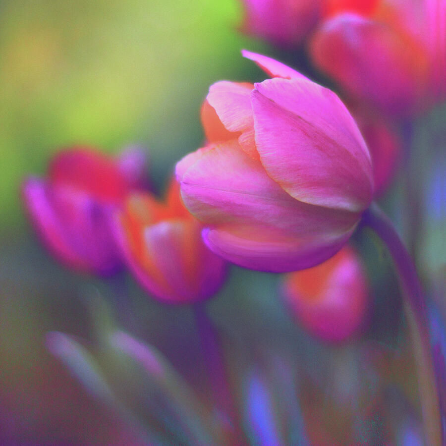 Tulip Photograph - The Painted Tulip by Jessica Jenney