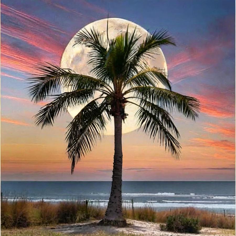 The Palm and the Sunset Moon Photograph by Kathy Baccari