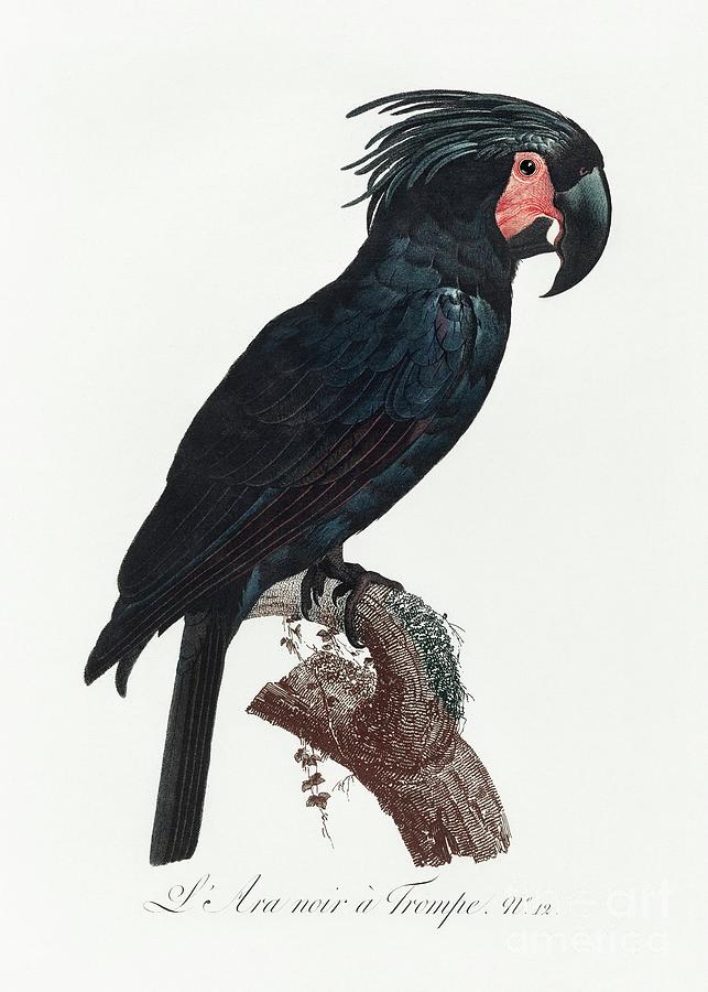 The Palm Cockatoo, Probosciger Aterrimus From Natural History Of Parrots 1801-1805 By Francois Lev Painting