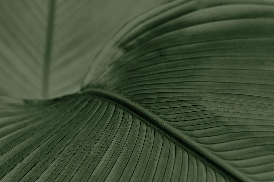 The palm leaf 1 Photograph by Segolene Prescott | Pixels
