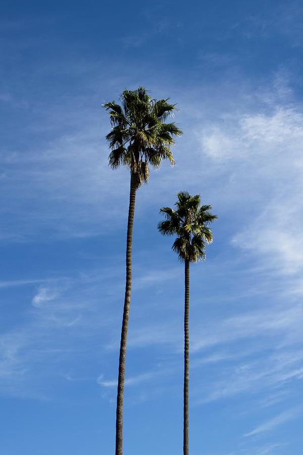 The Palms of LA Photograph by Andrew Webb Curtis - Fine Art America