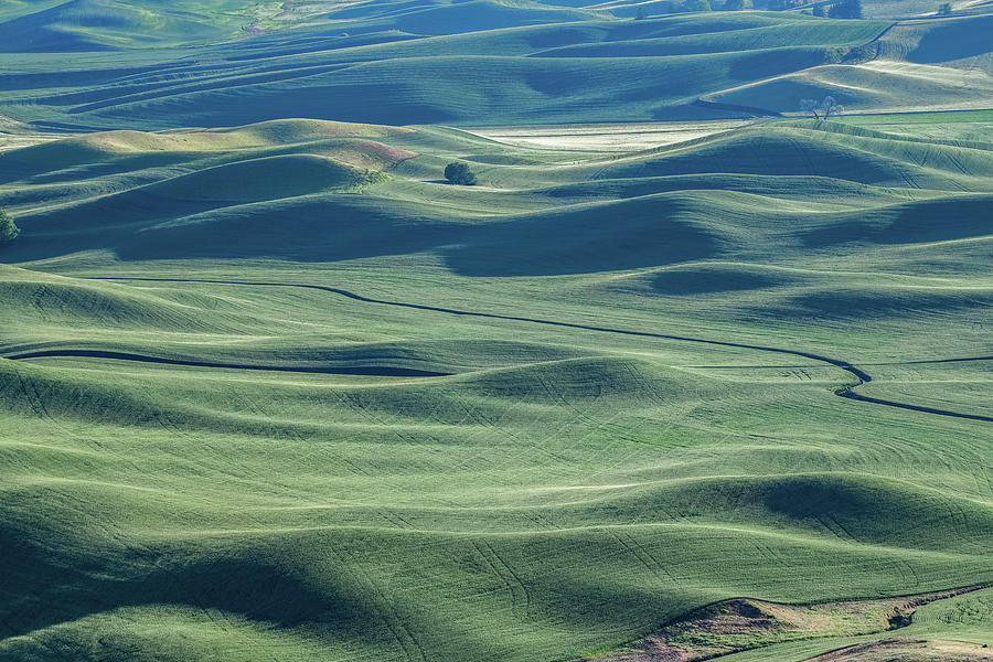 The Palouse, A Land of Light and Shadows Photograph by Marcy Wielfaert