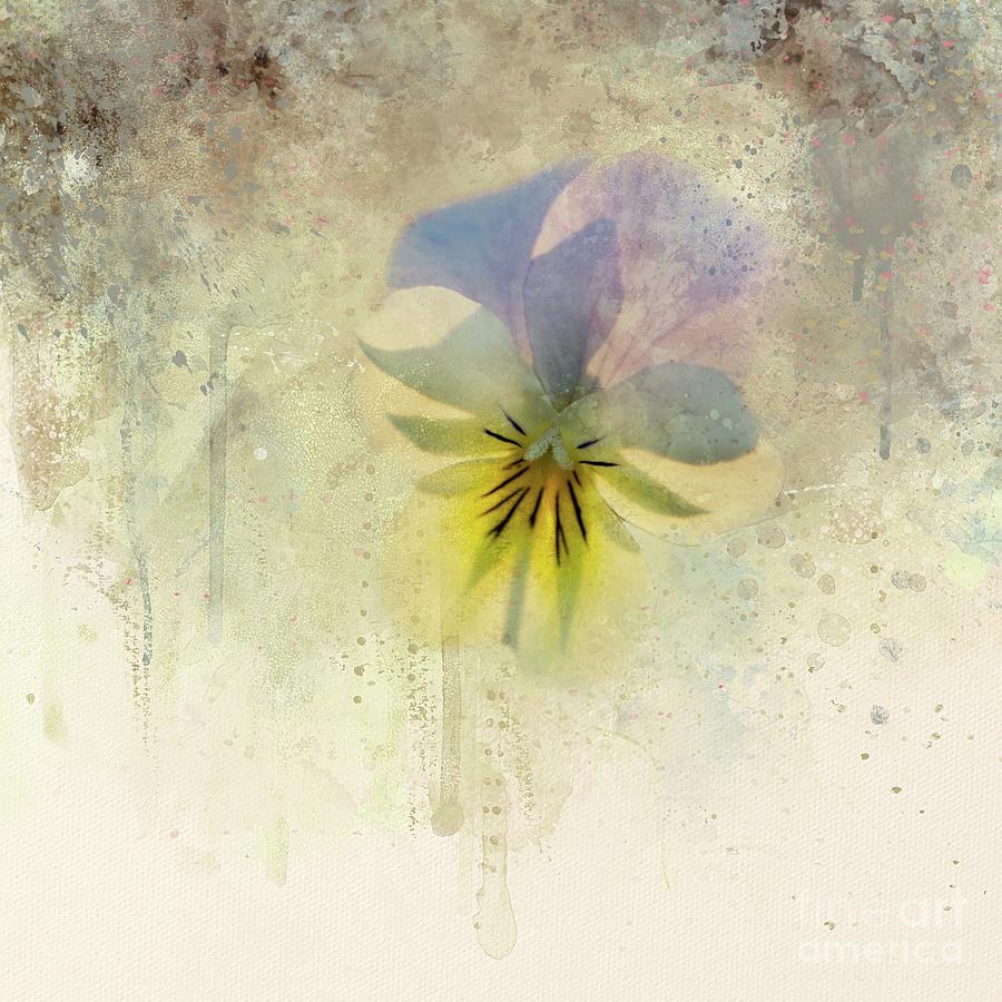 Flowers Still Life Photograph - The Pansy Print by Eva Lechner
